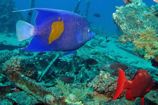 LOS-CABOS-FOTO-SUBMARINA-2